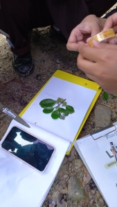 Field Trip Mangrove Batam